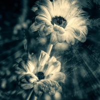 ART-GardensOfPerception-001
